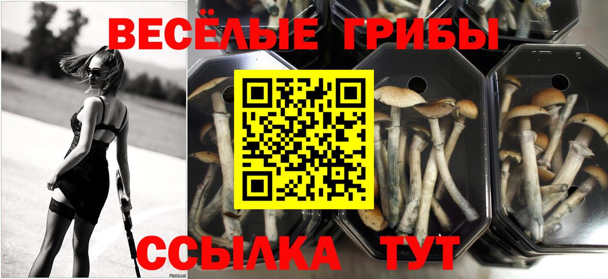 Галлюциногенные грибы Psilocybine cubensis  Вход с VPN  Сальск 